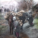 Farmer collecting firewood