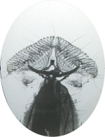 Tongue of a fly
