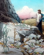 Parable of the Sower, some fell on stony ground